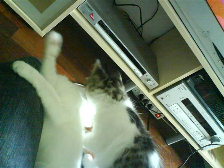 Blanding af racer plet aka prins pjuskepels - mmm han lugter godt  billede 13