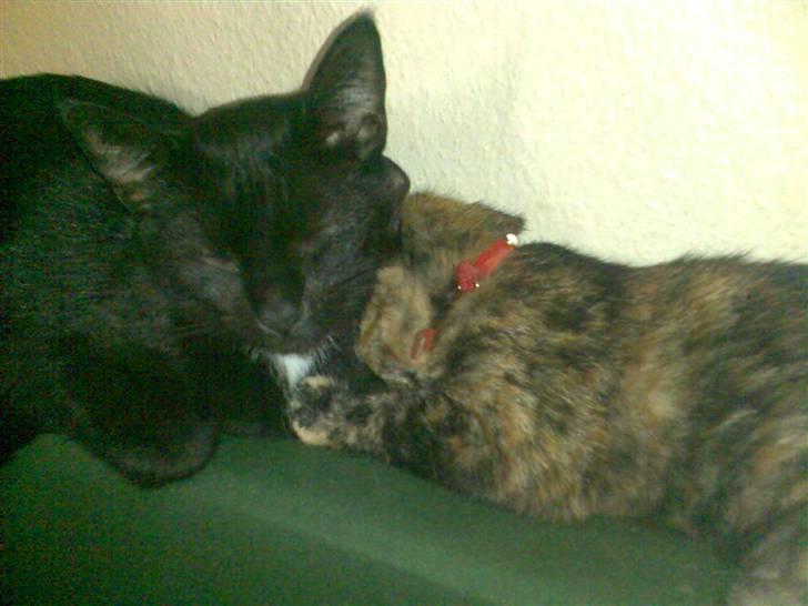 Huskat Micha billede 9