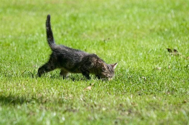 Blanding af racer Tigger - hey og velkommen billede 1