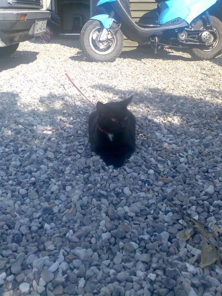 Huskat Micha billede 10