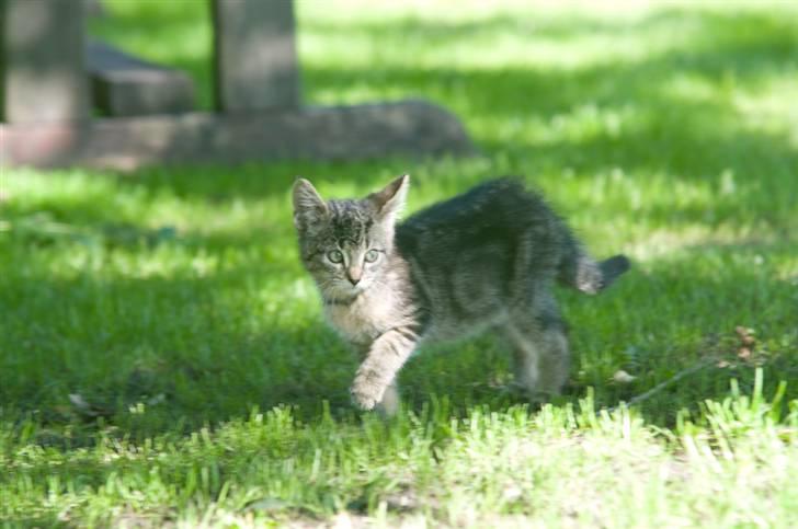 Blanding af racer Tigger - jer igen billede 2