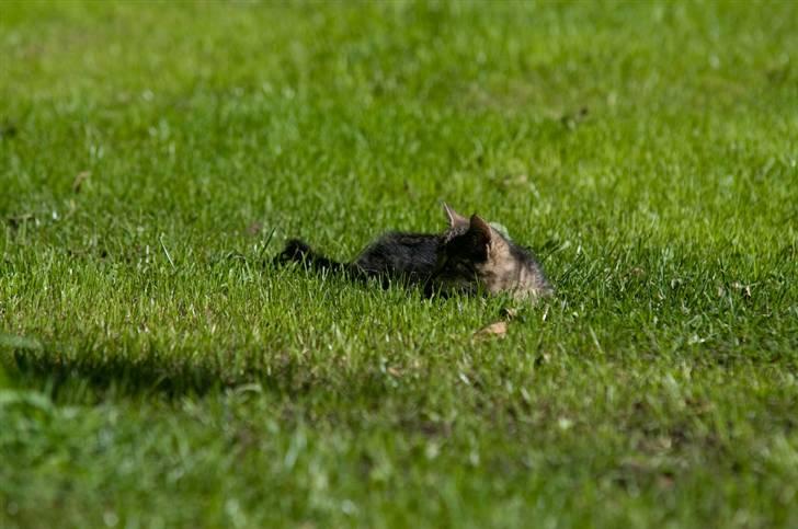 Blanding af racer Tigger billede 3