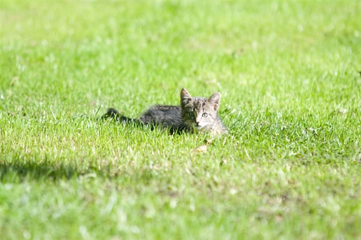 Blanding af racer Tigger billede 4