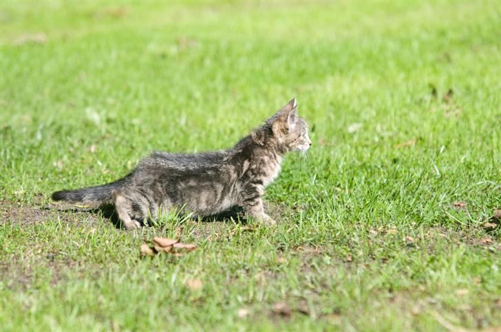 Blanding af racer Tigger billede 5