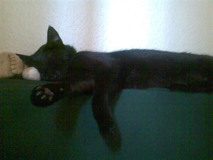 Huskat Micha billede 11