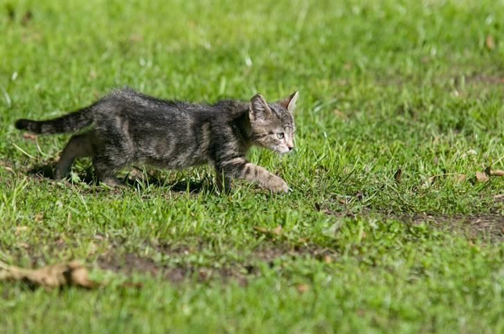 Blanding af racer Tigger billede 6