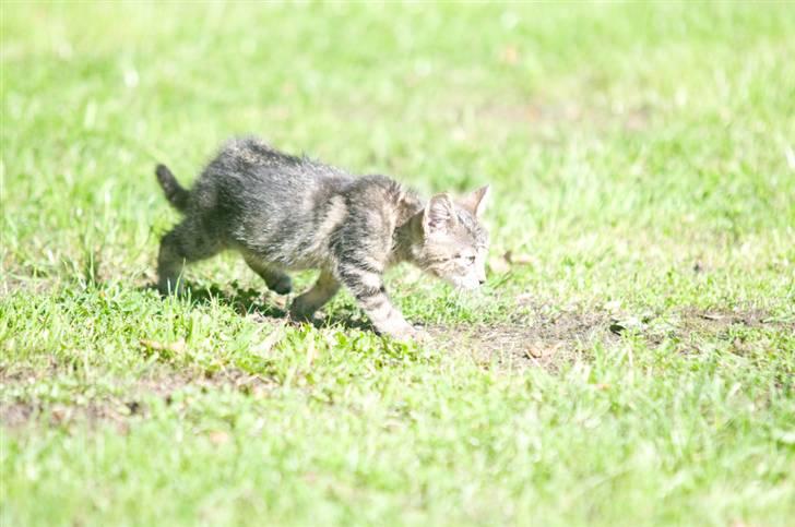 Blanding af racer Tigger billede 7