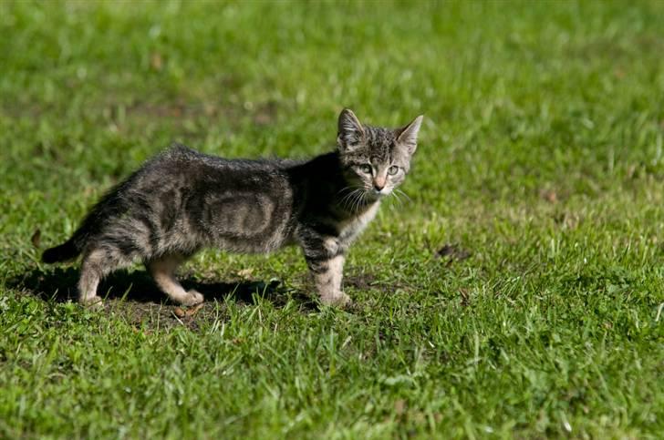 Blanding af racer Tigger billede 8