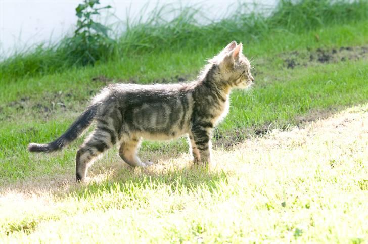 Blanding af racer Tigger billede 9