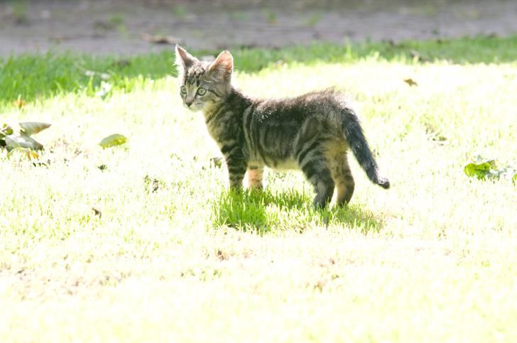 Blanding af racer Tigger billede 10