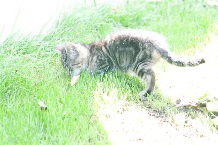 Blanding af racer Tigger billede 11