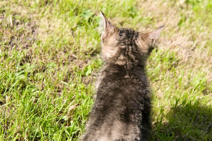 Blanding af racer Tigger billede 12