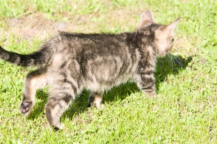 Blanding af racer Tigger billede 13