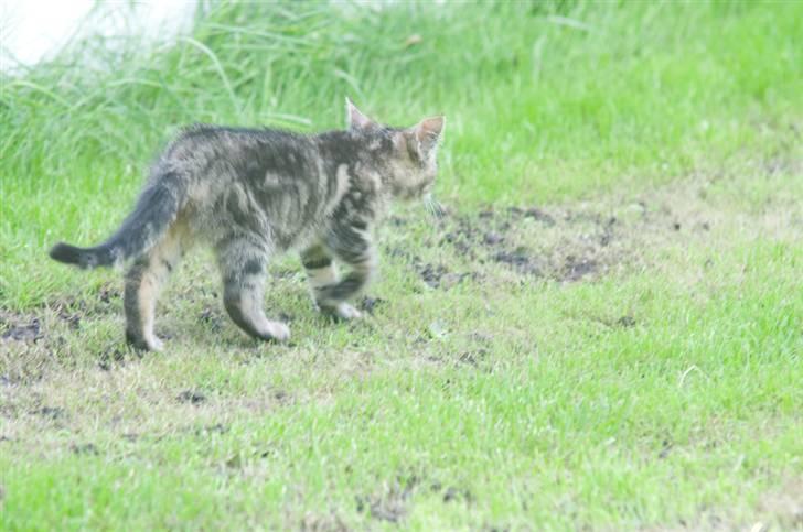 Blanding af racer Tigger billede 14