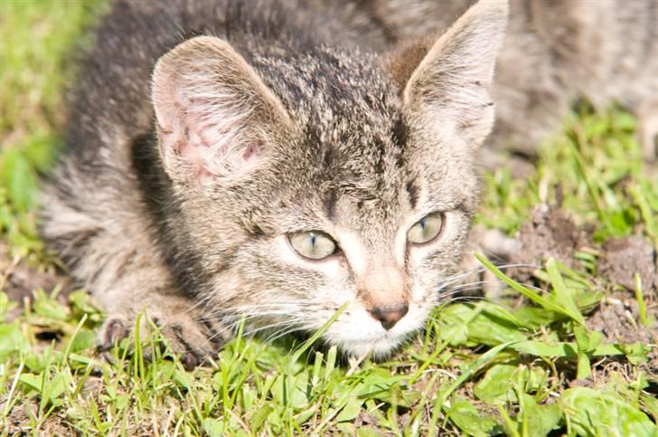 Blanding af racer Tigger billede 15