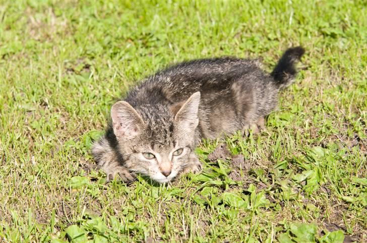 Blanding af racer Tigger billede 16