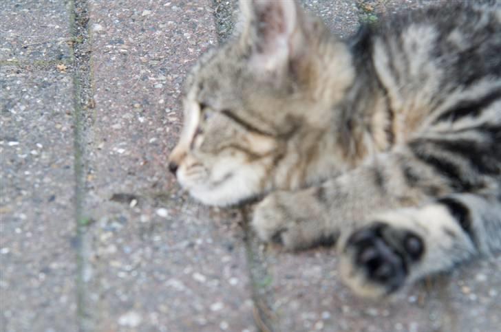 Blanding af racer Tigger billede 17