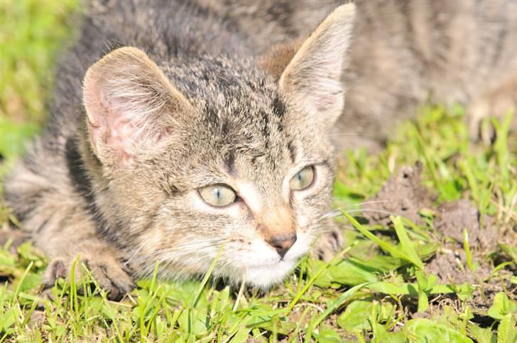 Blanding af racer Tigger - godt med en slapper billede 18