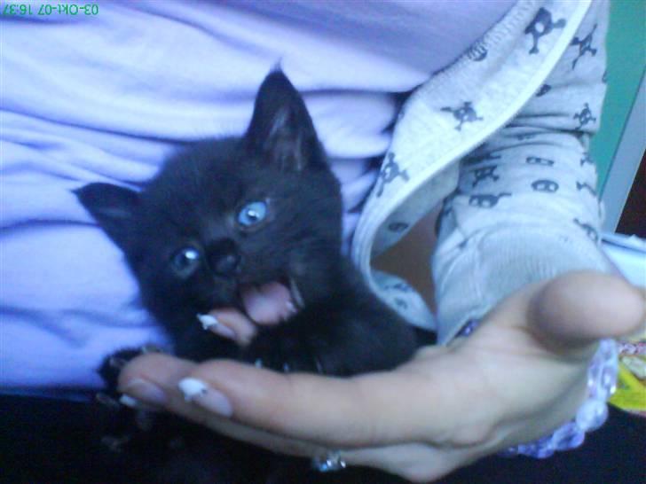 Huskat Micha billede 12