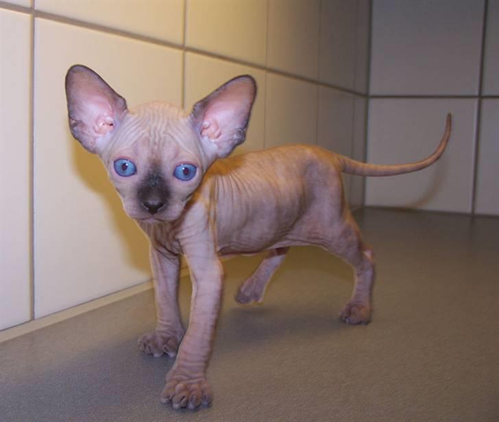 Sphynx Mr. Hyde - Hyde som killing (opdrætters billede) billede 6