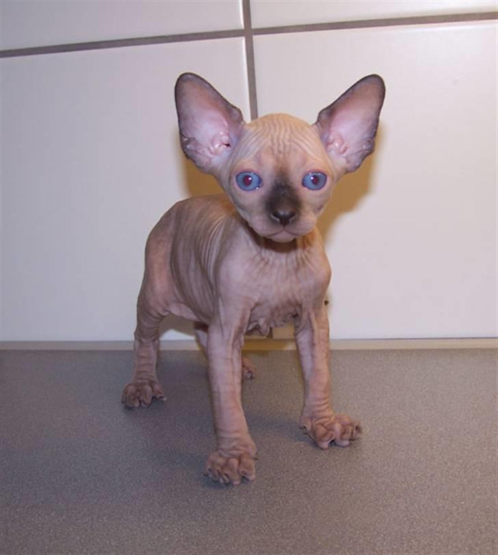 Sphynx Mr. Hyde - Opdrætters billede billede 7