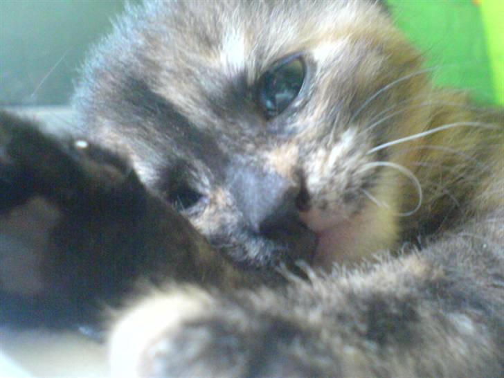 Huskat Pixi billede 9