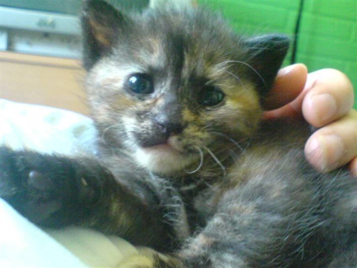 Huskat Pixi billede 10