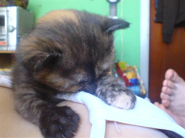 Huskat Pixi billede 11