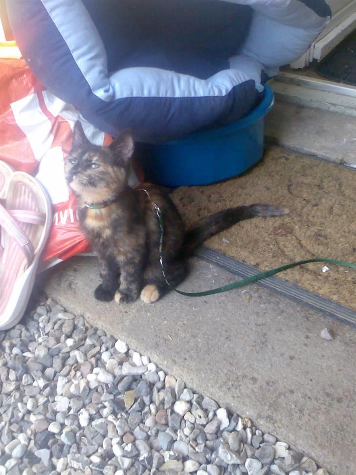 Huskat Pixi billede 12