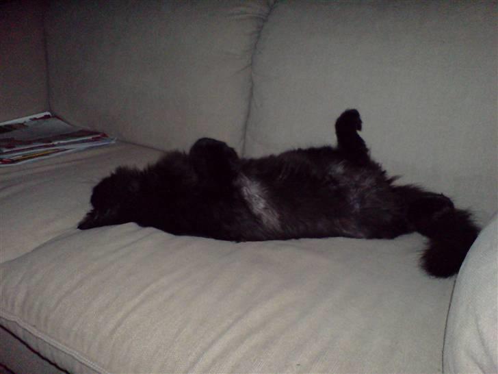 Norsk Skovkat blacky - Hvis der ikke skal sidde nogen her, kan jeg lige så godt fylde det hele ikk... billede 7