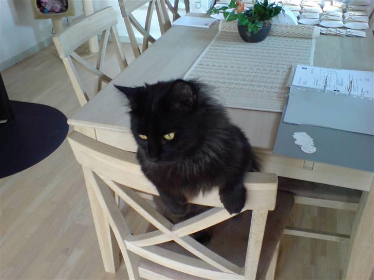 Norsk Skovkat blacky - Ja her er jeg igang med at se hvad der sker udenfor... billede 8