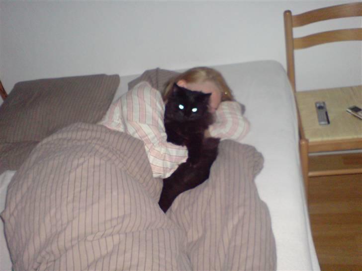 Norsk Skovkat blacky - her ligger jeg ved min "mor" det er bare det bedste :-) skal jo passe på hende.... billede 9