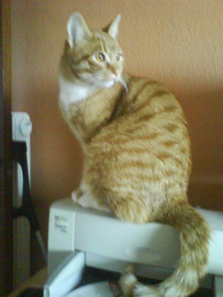 Huskat Mikkel (musse) aflivet  billede 16