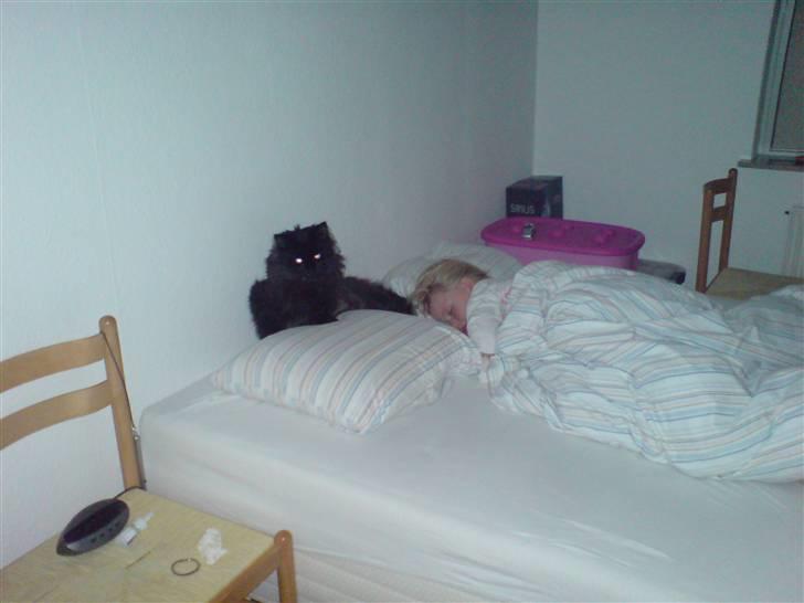 Norsk Skovkat blacky - hvad sker der lige der,? det er da ikke "Mor" som er gået i seng,  billede 10