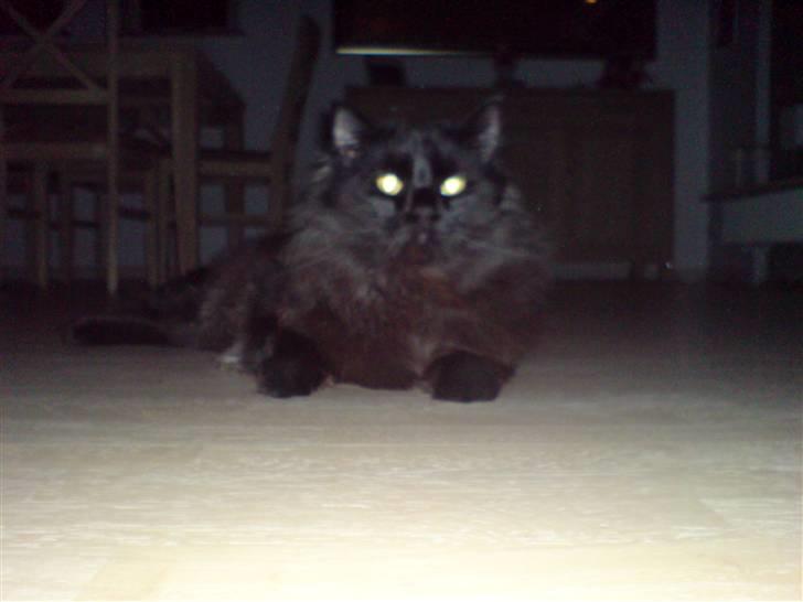 Norsk Skovkat blacky - Et foto af mig? billede 11