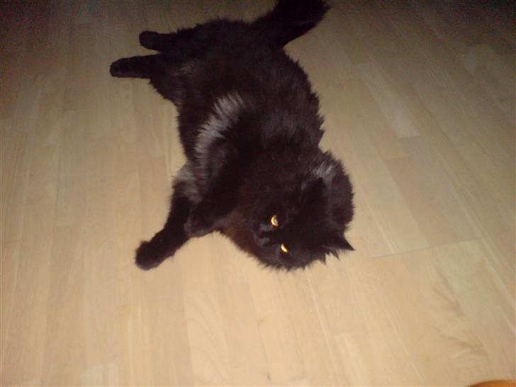 Norsk Skovkat blacky - også en fra denne side..... billede 12