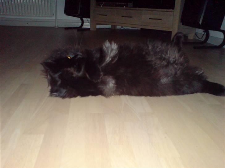 Norsk Skovkat blacky - og fra denne... billede 13