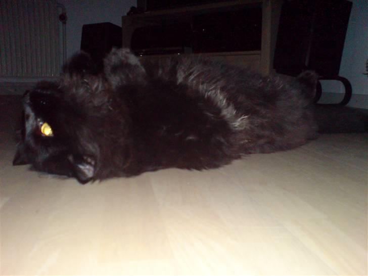 Norsk Skovkat blacky - og lige den sidste fra mig af....  billede 14