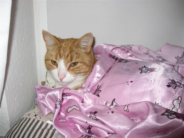 Huskat Aia O'malley billede 8