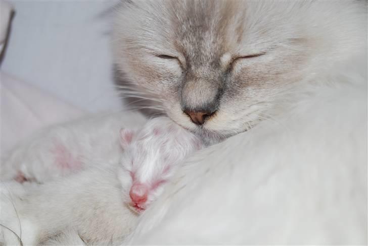 Hellig Birma Amarillia Vom Blüten † - Amarillia med sine babyer.. ;o) 3 smukke Bisser, blev det til.. De er bare SÅ skønne! billede 19