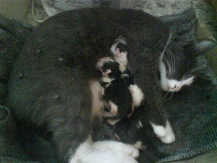 Huskat speedy hjælp mig hjem - fik killinger de er2 timer gammel billede 19