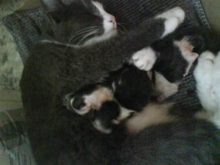 Huskat speedy hjælp mig hjem - er sammen med sine killinger billede 20