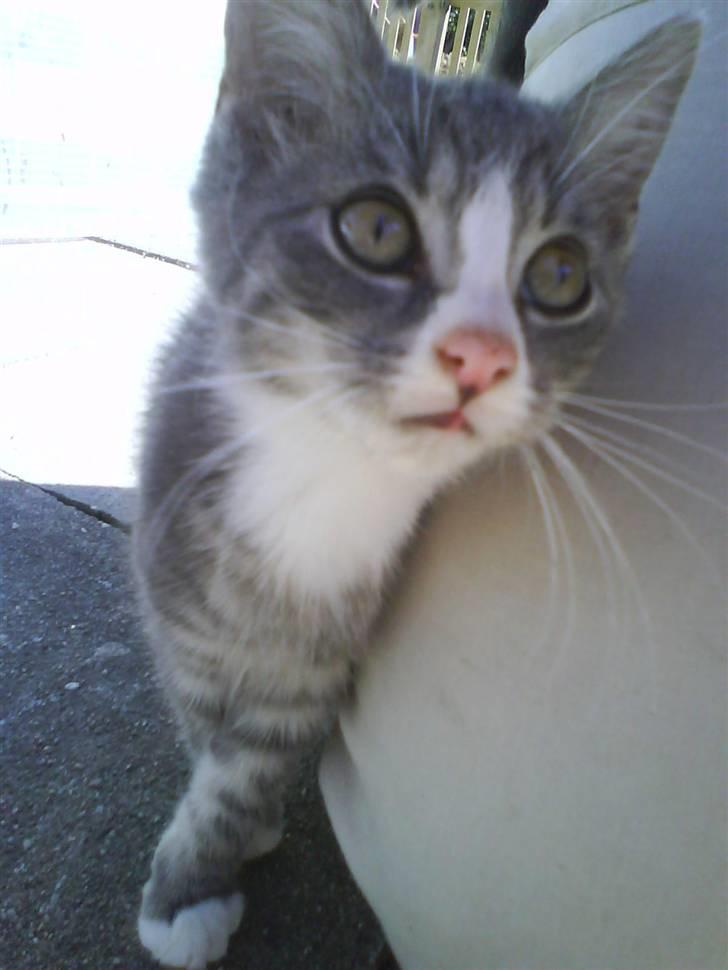 Huskat bølle  rip d 2 maj 09 - vi hygget os udenfor  billede 13