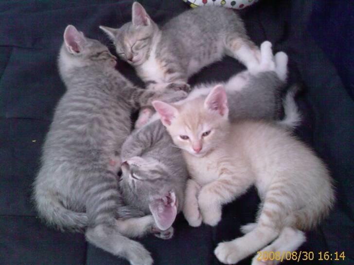 Huskat Feline - nu med kilinger - her er Felines super søde killinger :D billede 14