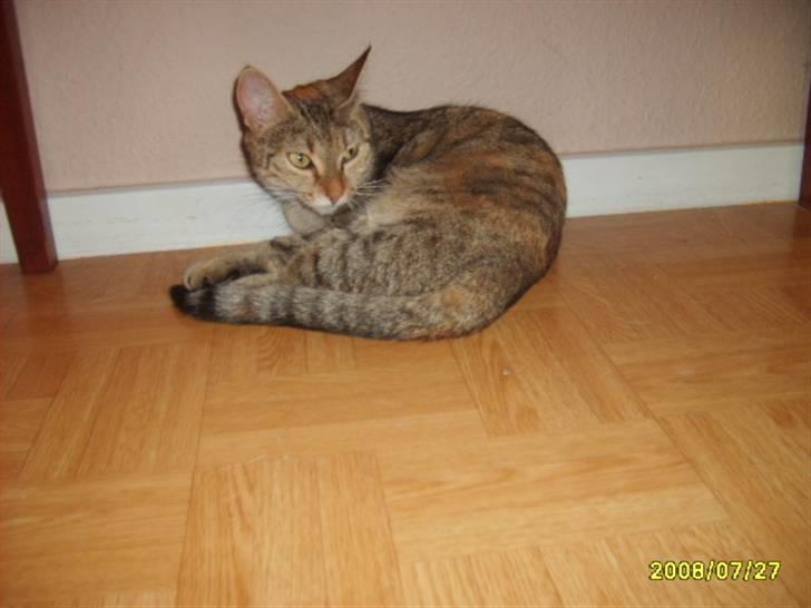 Huskat sally (R.I.P) - Nyt billede af Sally billede 8