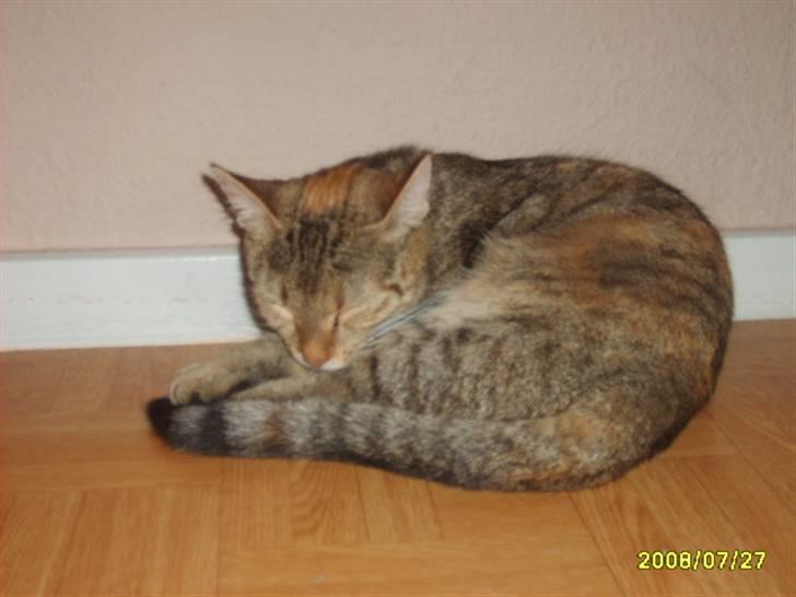 Huskat sally (R.I.P) - Nyt sally sove billede 9