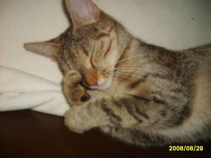 Huskat sally (R.I.P) - nyt  billede 13