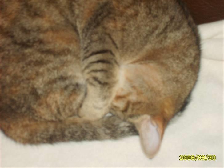 Huskat sally (R.I.P) - nyt billede 14