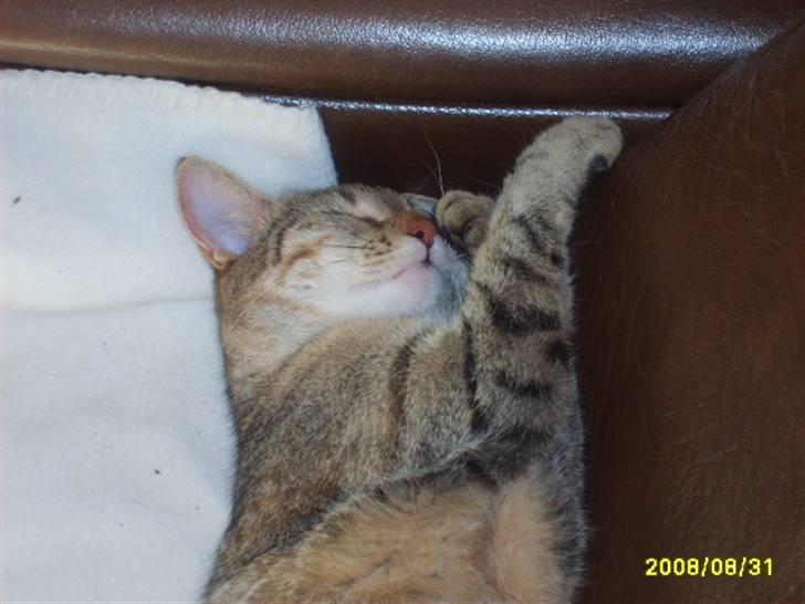 Huskat sally (R.I.P) - nyt billede 15