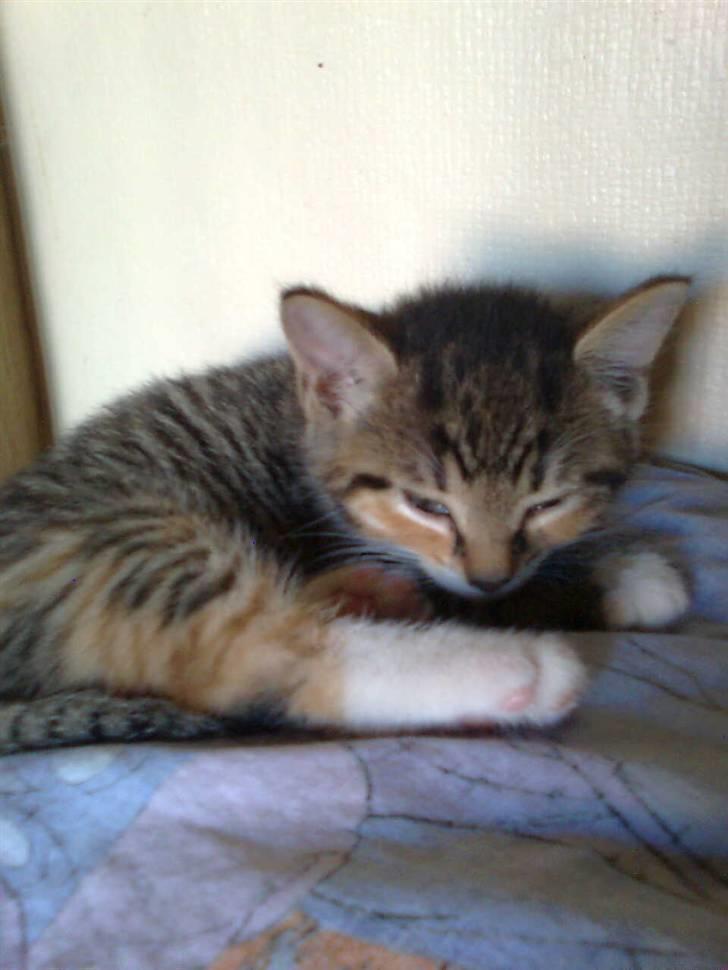 Huskat ¤Mille¤  - Velkommen til all jer søde mennesker<,3 billede 1